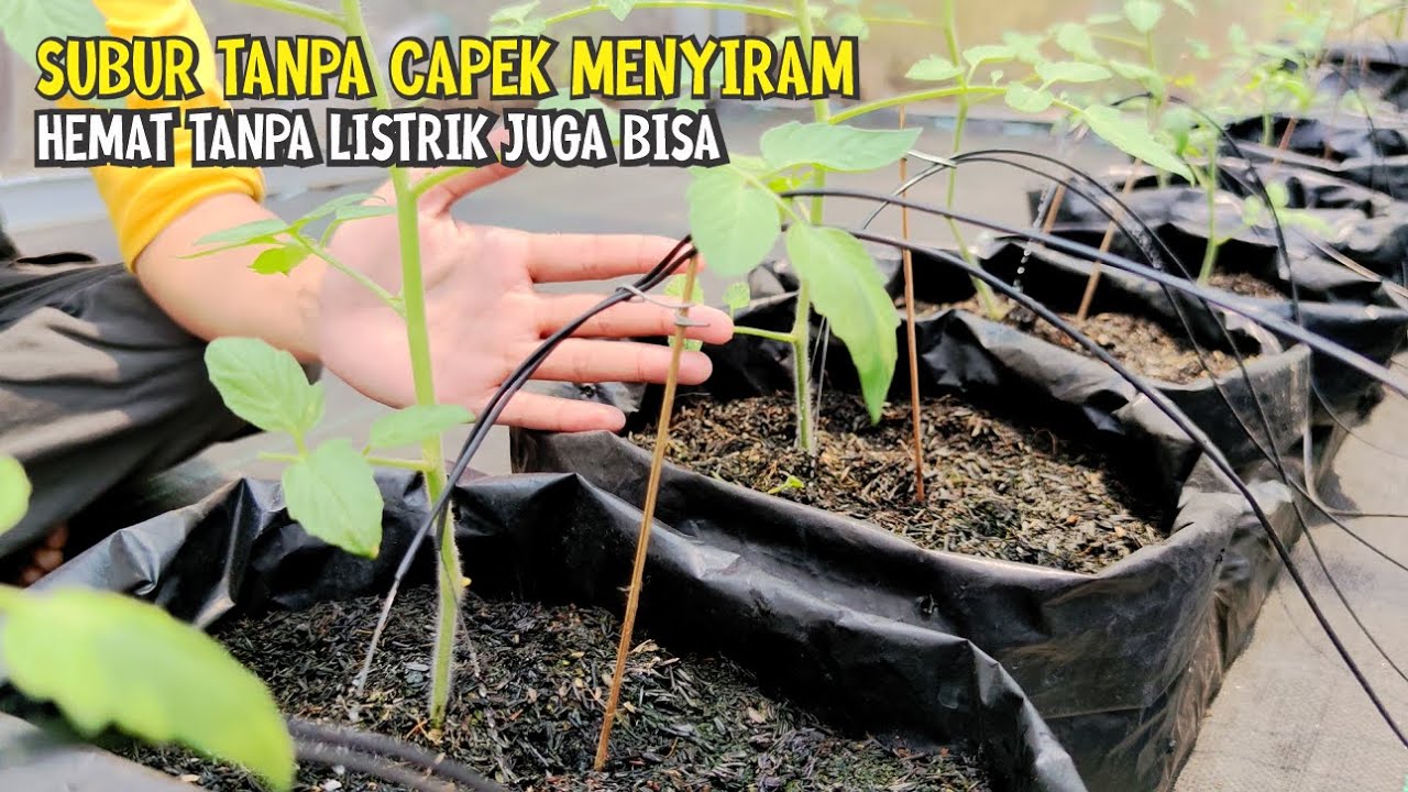 Membuat Irigasi Tetes / Sistem Drip Hidroponik & Non Hidroponik | TUTORIAL LENGKAP