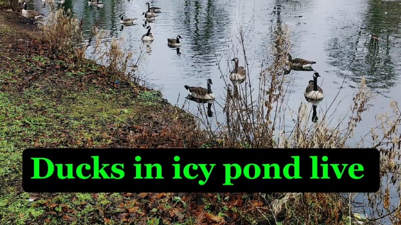 Ducks in a Frozen World – Live Nature Moment.#live#ducksofyoutube#livestreaming 