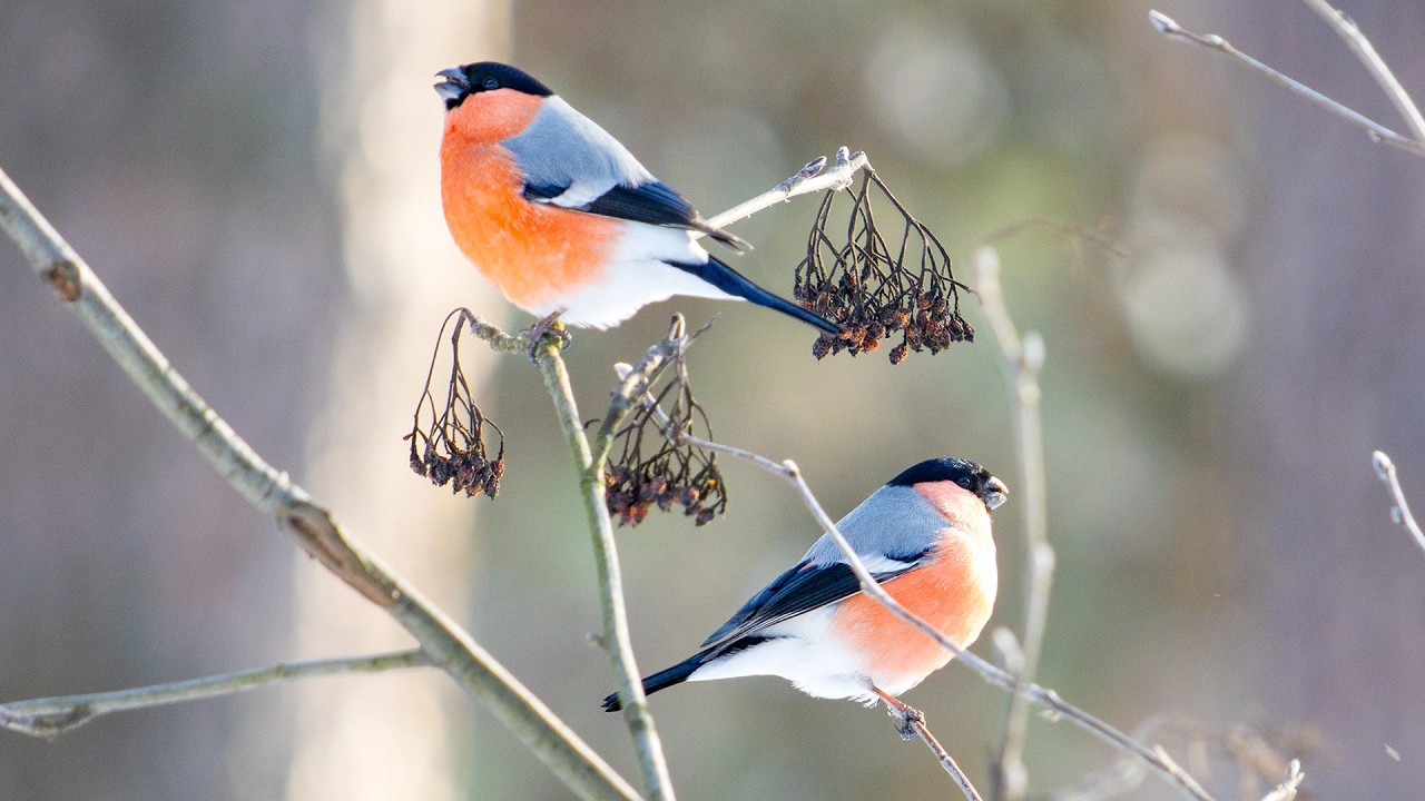 Calming Winter Music  Snowy Forest & Bullfinches Pyrrhula  Relaxing Nature Meditation
