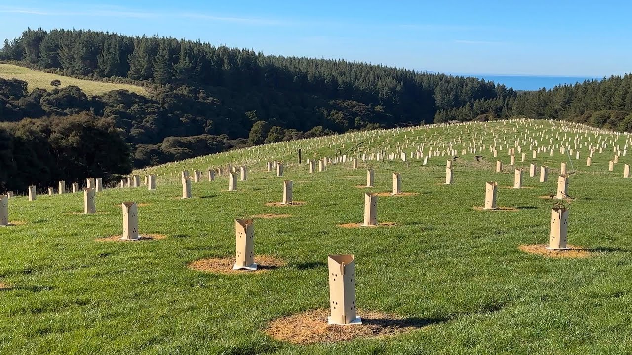 KT013 Kauri Trees Forest | Nurse Tree Planting Part 2: Planting | August 2023