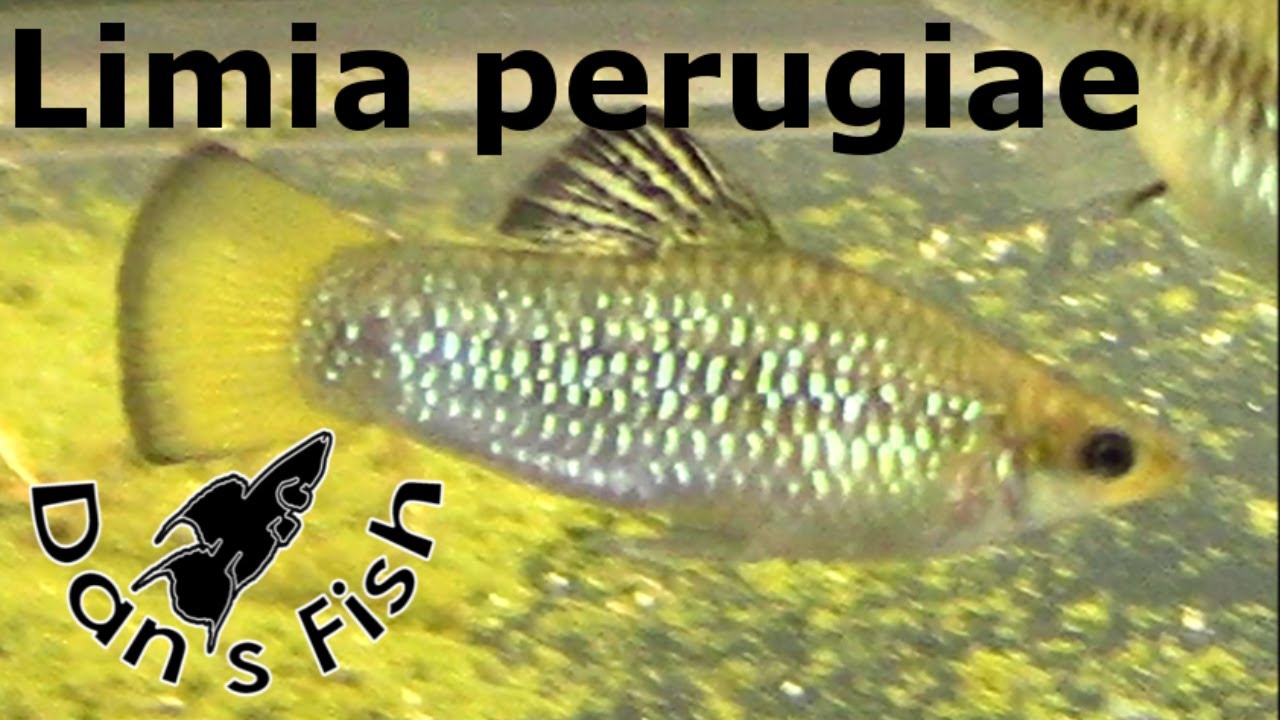Limia perugiae - Species Profile