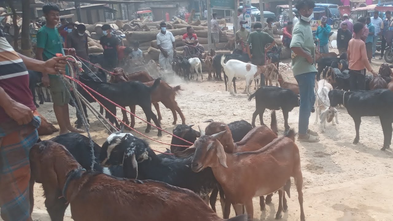 ২৭|০২|২৬ ঐতিহ্যবাহী ছাগলের বাজার ব্যবস্হাপনার বাস্তব প্রতিবেদন দেখুন /শামীম এগ্রো 