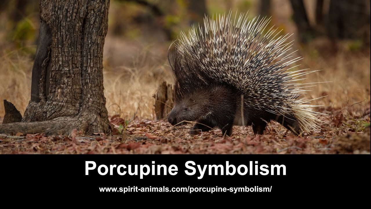 Porcupine Symbolism