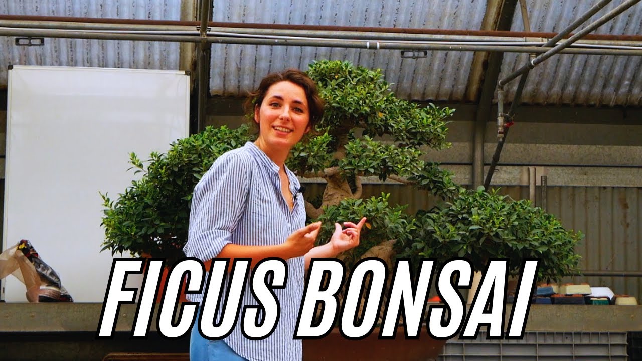 Come prendersi cura del Ficus Bonsai?