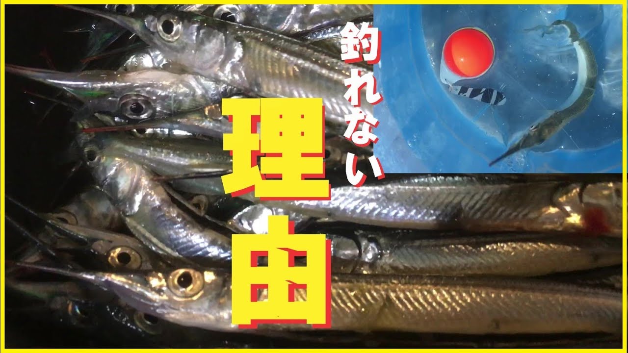 【サヨリ釣り】サヨリの釣り方(入門からアブノーマルな釣り方まで)。釣れないとお嘆きの方も必見！ボウズ逃れ対策にも!