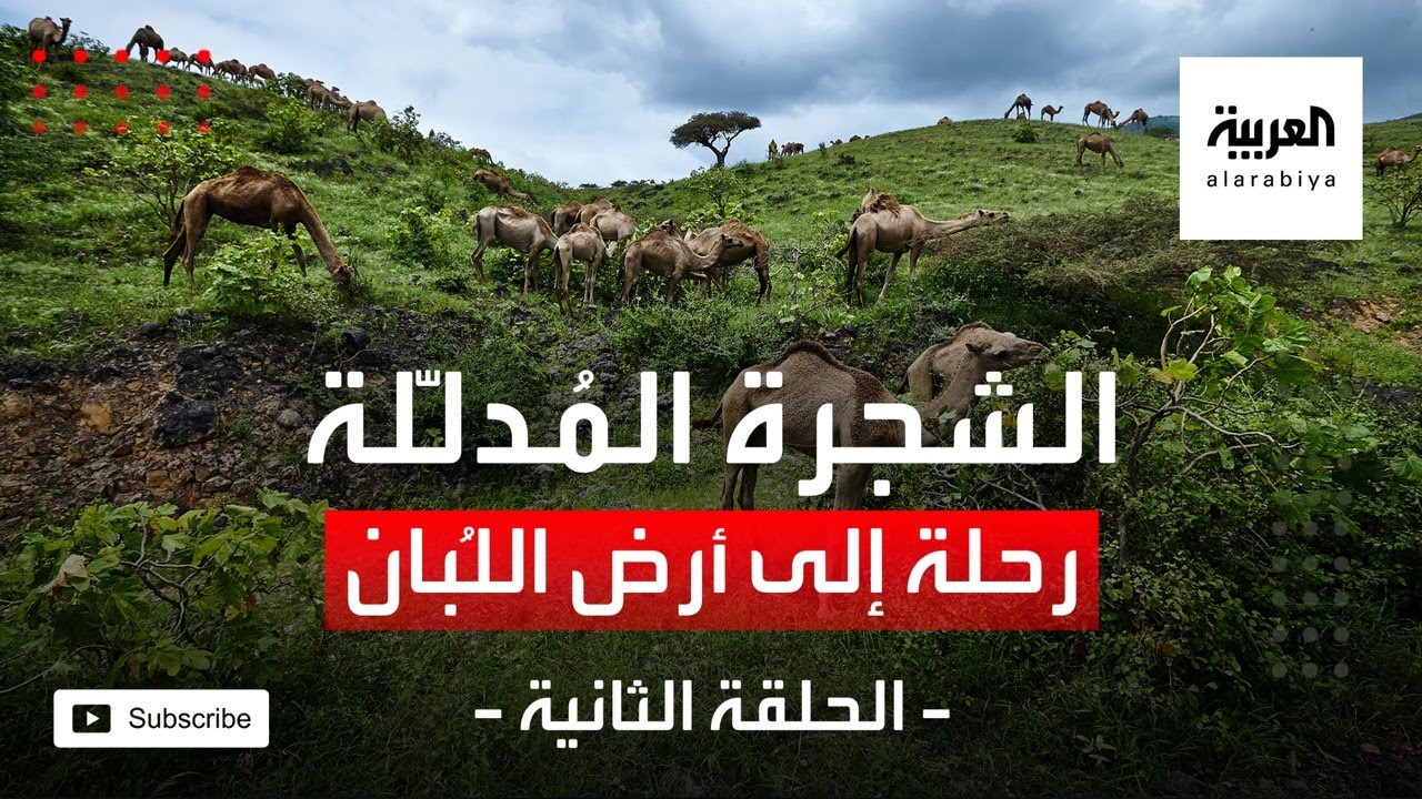 الشجرة المدللة - رحلة إلى أرض اللبان الحلقة الثانية