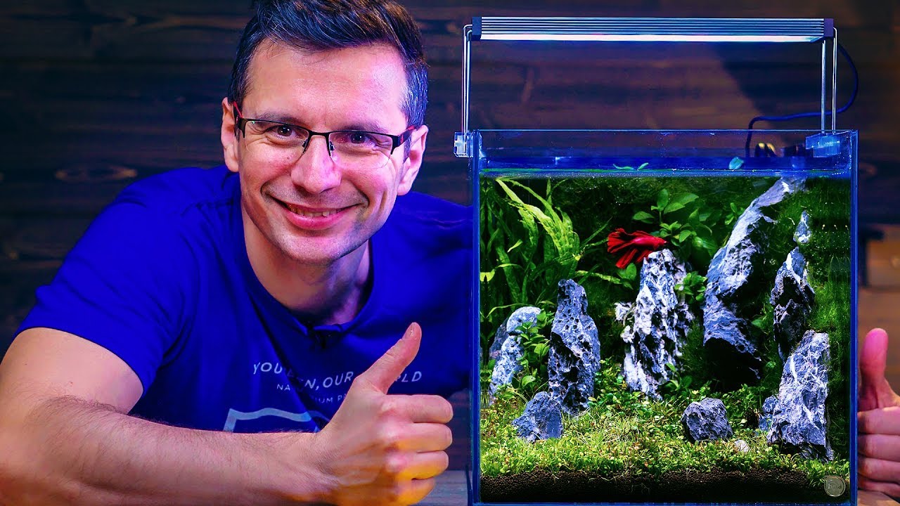 BETTA FISH TANK SETUP - NON-CO2 AQUASCAPE WITH BUILT-IN FILTER