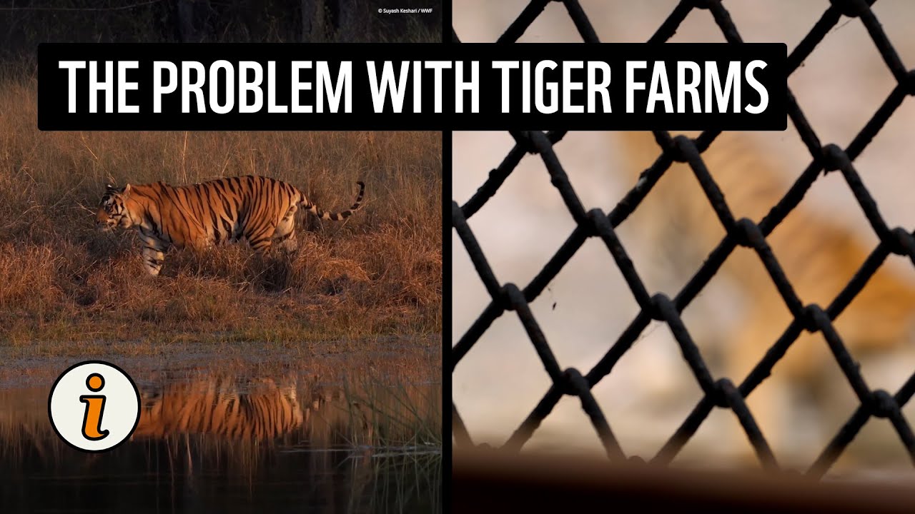 When can captive tiger facilities be a threat to wild tigers?