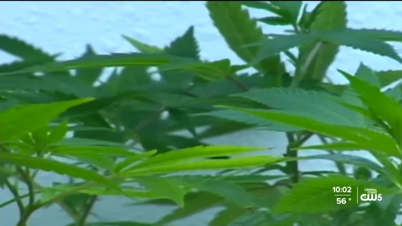 Wineries appealing permit allowing over 80 acres of cannabis to be grown along Hwy 246