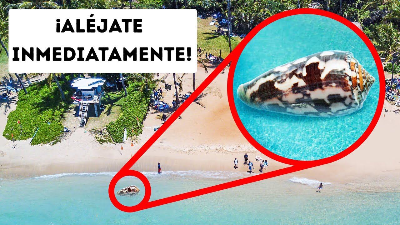 Si ves este caracol, retrocede lentamente