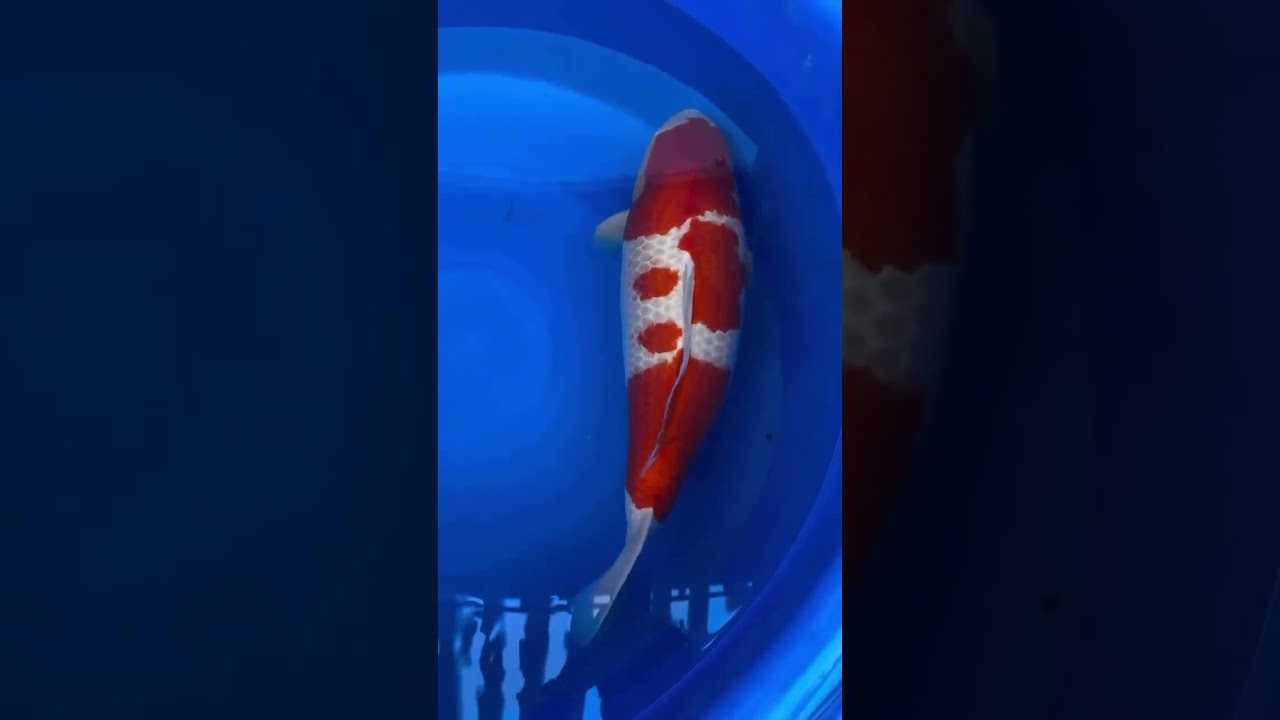 Monster BIG kohaku