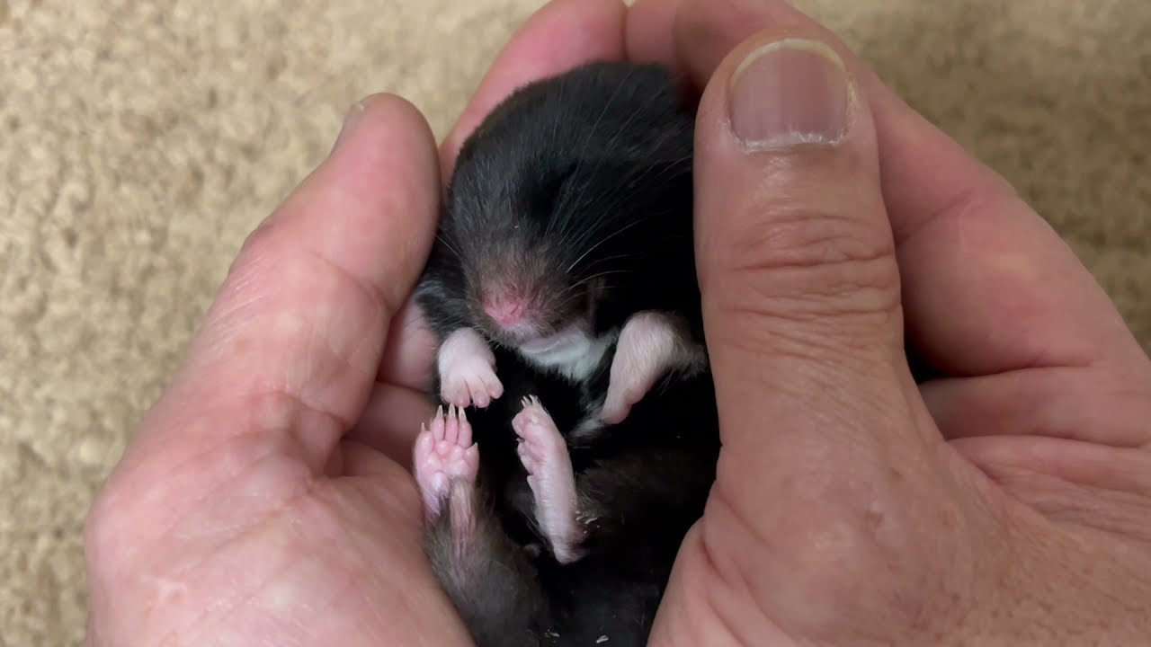ハムスター  　擬似　冬眠　ゆっくりゆっくり温めたら・・・・　Hamster　หนูแฮมสเตอร์　criceto　倉鼠