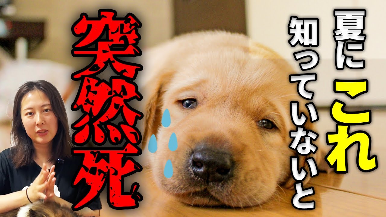 【愛犬にとって危険な夏】安全な乗り越え方についてご紹介！