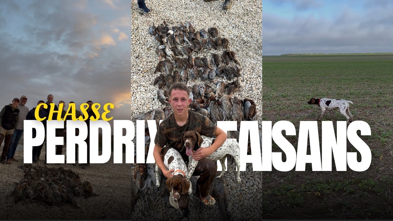 Chasse incroyable &agrave; la perdrix et aux faisans : tirs, rires et belles &eacute;motions !