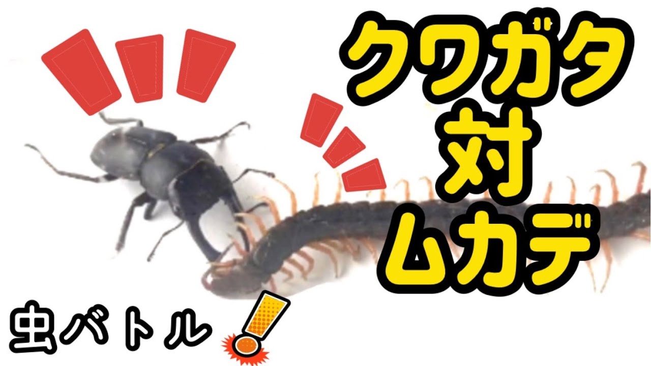 【虫バトル】クワガタ対ムカデの白熱勝負！