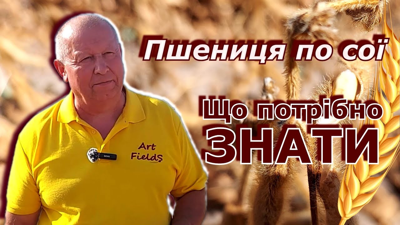 Пшениця по сої. Що потрібно знати.