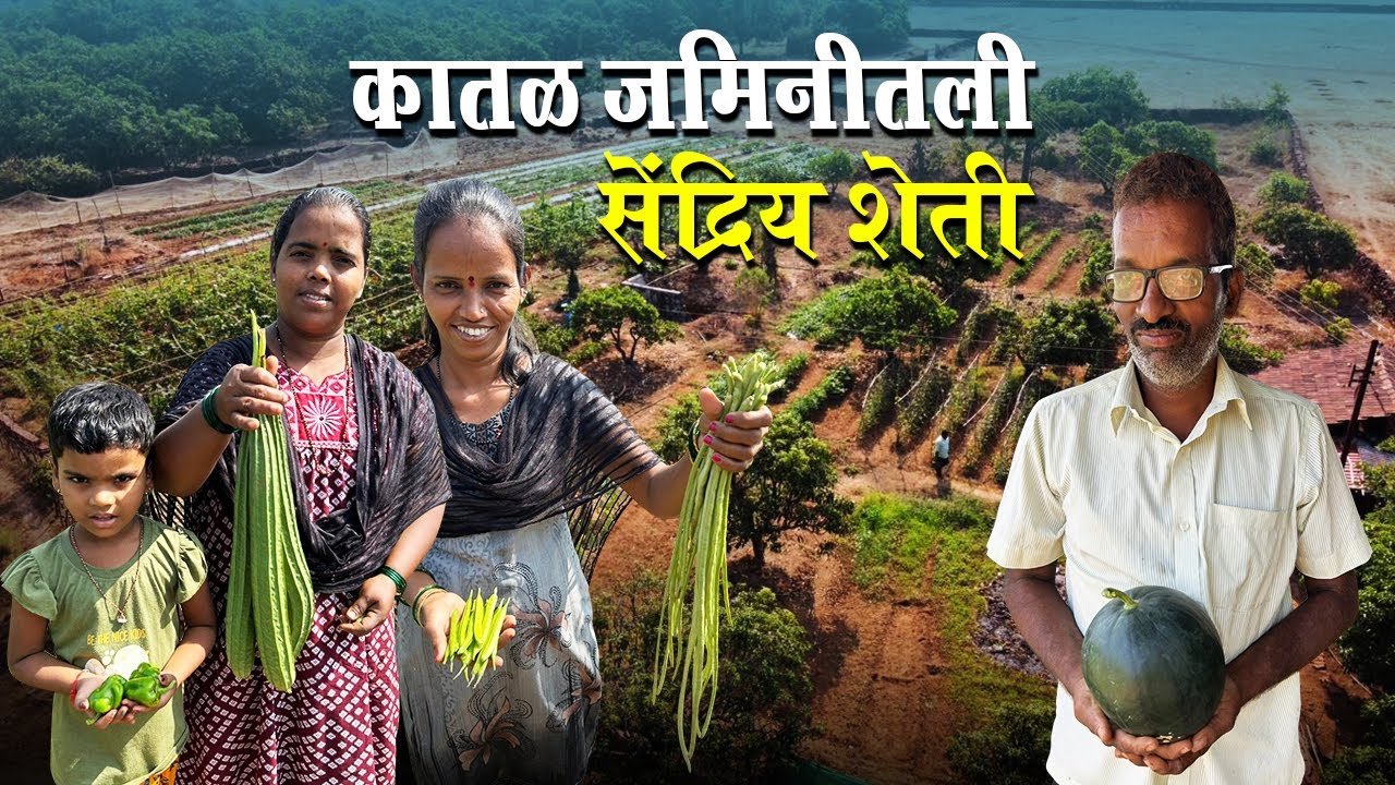 कोकणातील कातळ जमिनीत पिकवली भाजी | कोकणातील सेंद्रिय भाजीपाला | Pure Organic Farming