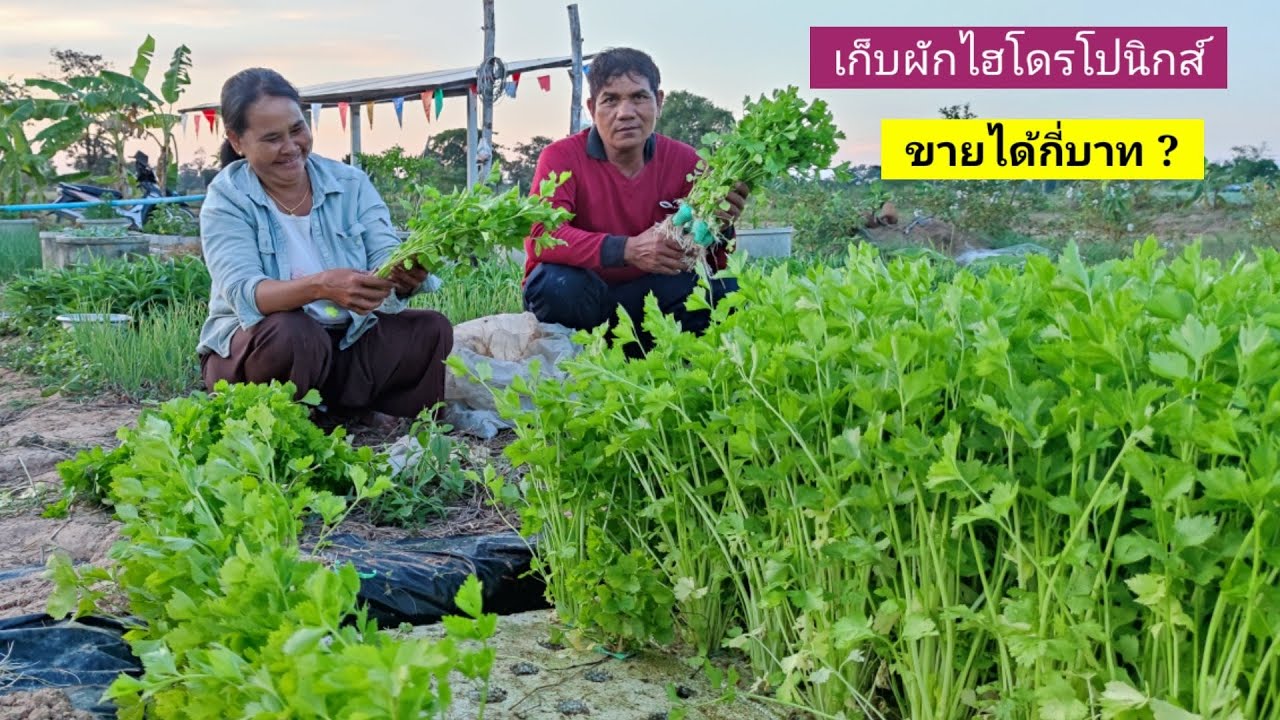 หนึ่งแปลงนี้จะได้กี่บาท..ผักขึ้นฉ่ายไฮโดรโปนิกส์(เเปลงติดพื้นดิน)