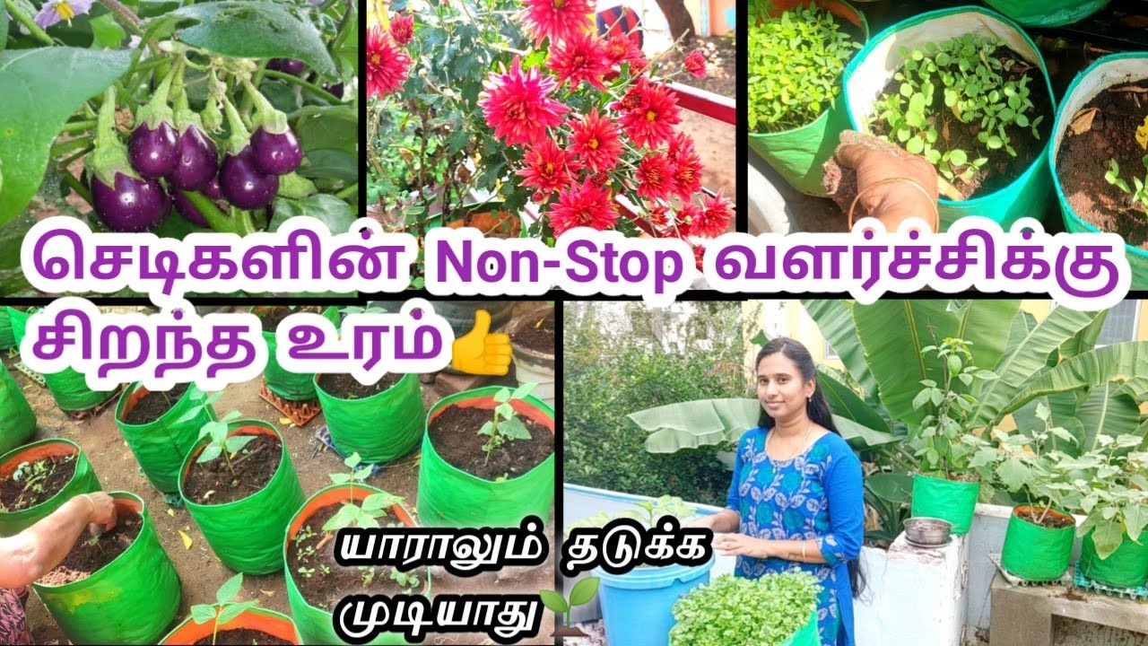 Maadi thottam🌱செடிகளின் Non-Stop வளர்ச்சிக்கு சிறந்த உரம்💥 Maadi thottam fertilizer for plants🏡