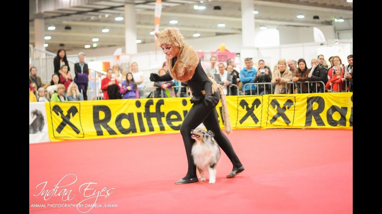 Sheltie Dog dance Competition - Cute Performance: Dogdancing Cat?!?