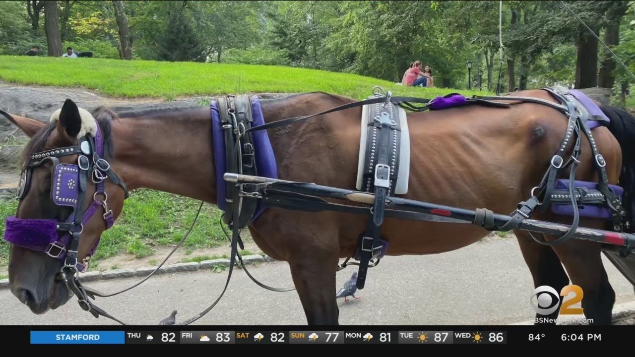 Animal Activists Claim Carriage Horse Was Forced To Work While Emaciated, With Open Wounds