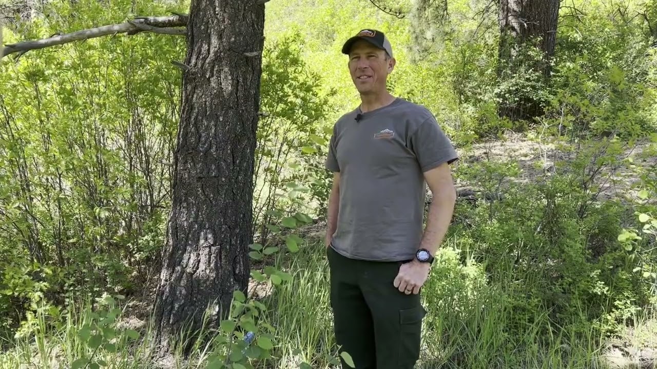 Vallecito Piedra Part 1 (16 by 9)