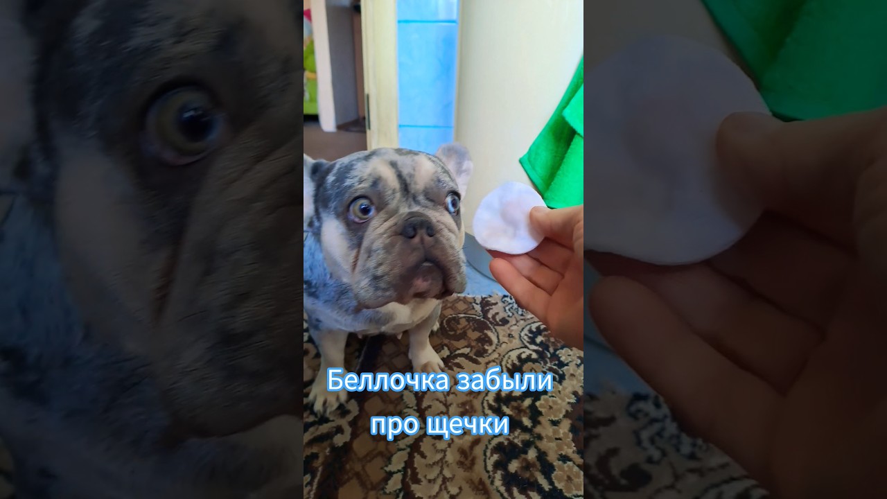 #shorts#дочегоонаумная#французскийбульдог #беллабульдожик#звездаютуба
