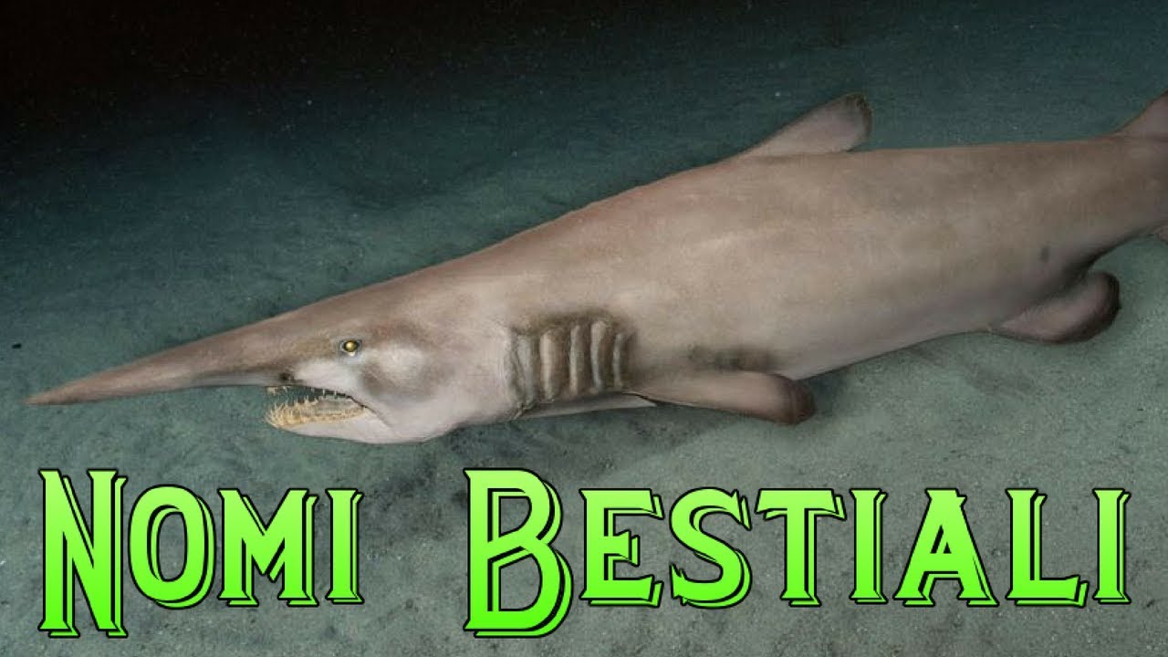 il significato dei nomi degli animali: lo Squalo Goblin