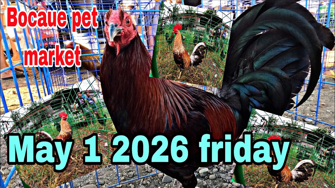 Bocaue pet market , May 1 2026 friday .