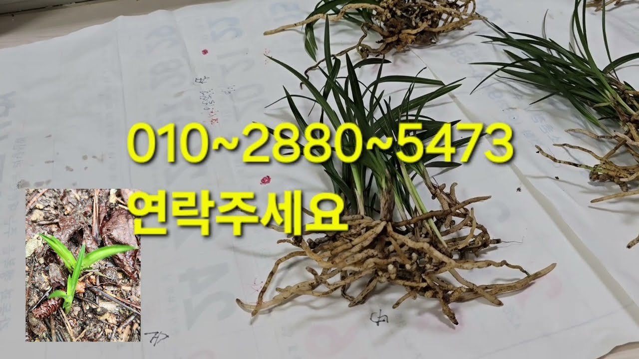 한국 춘난 동자묘 판매 합니다▶️구독 👍좋아요 부탁드립니다 3월12일