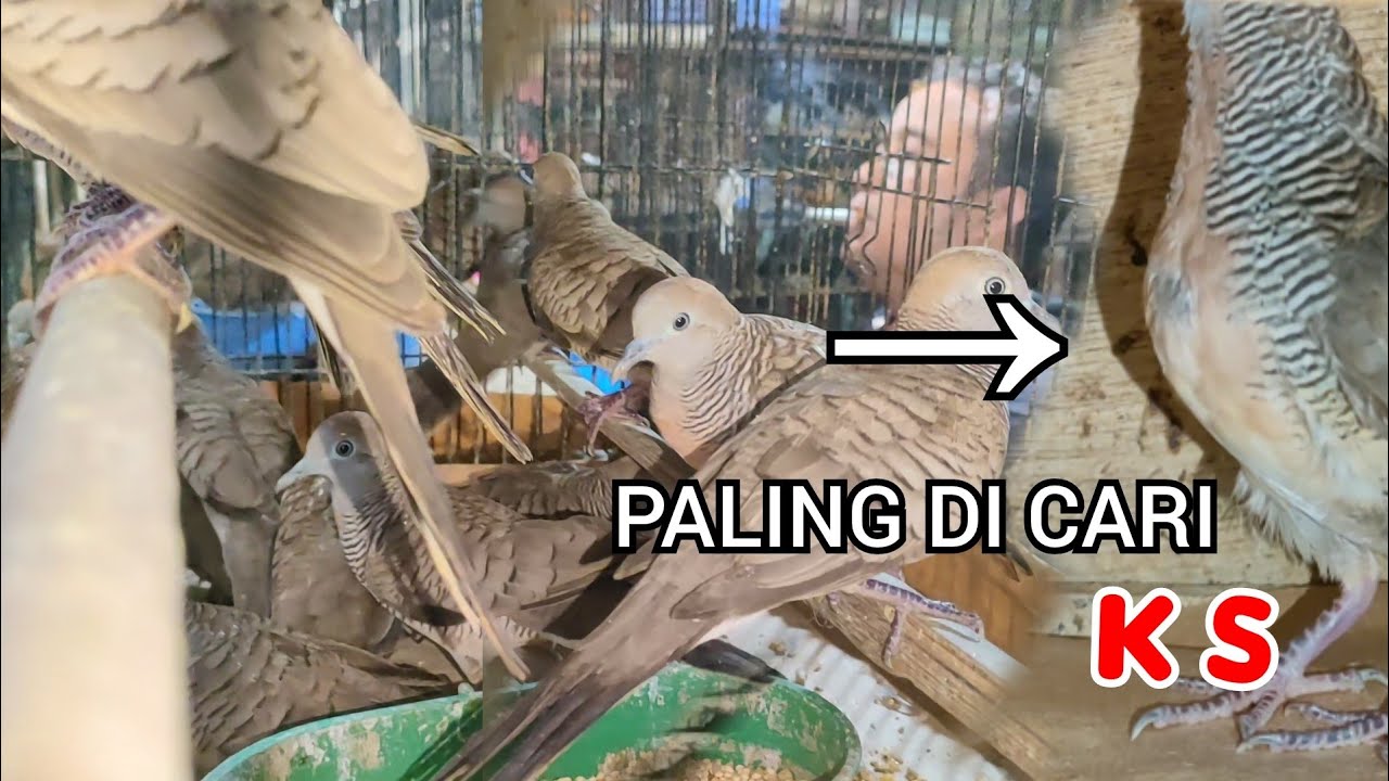 PERKUTUT LOKAL ALAM YANG SEPERTI INI YANG SERING DI CARI KUNG MANIA