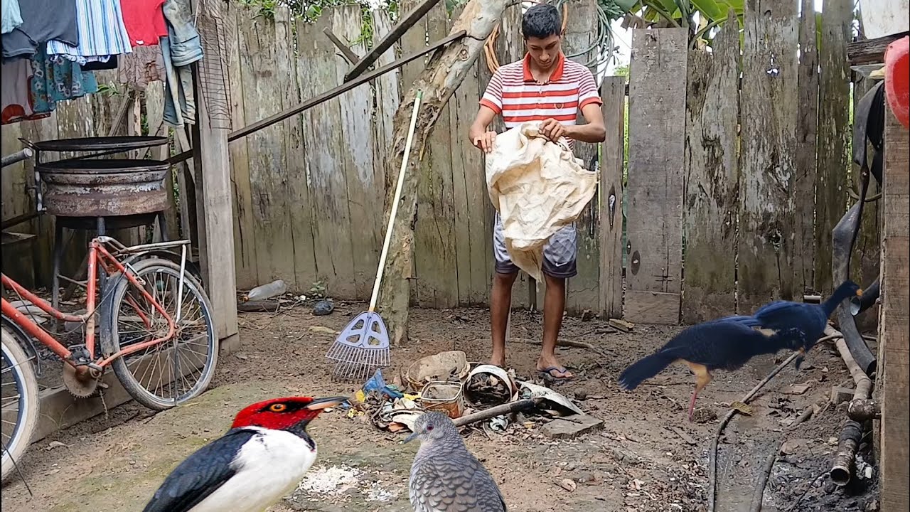 Limpeza do quintal diversão amostrando passarinhos 