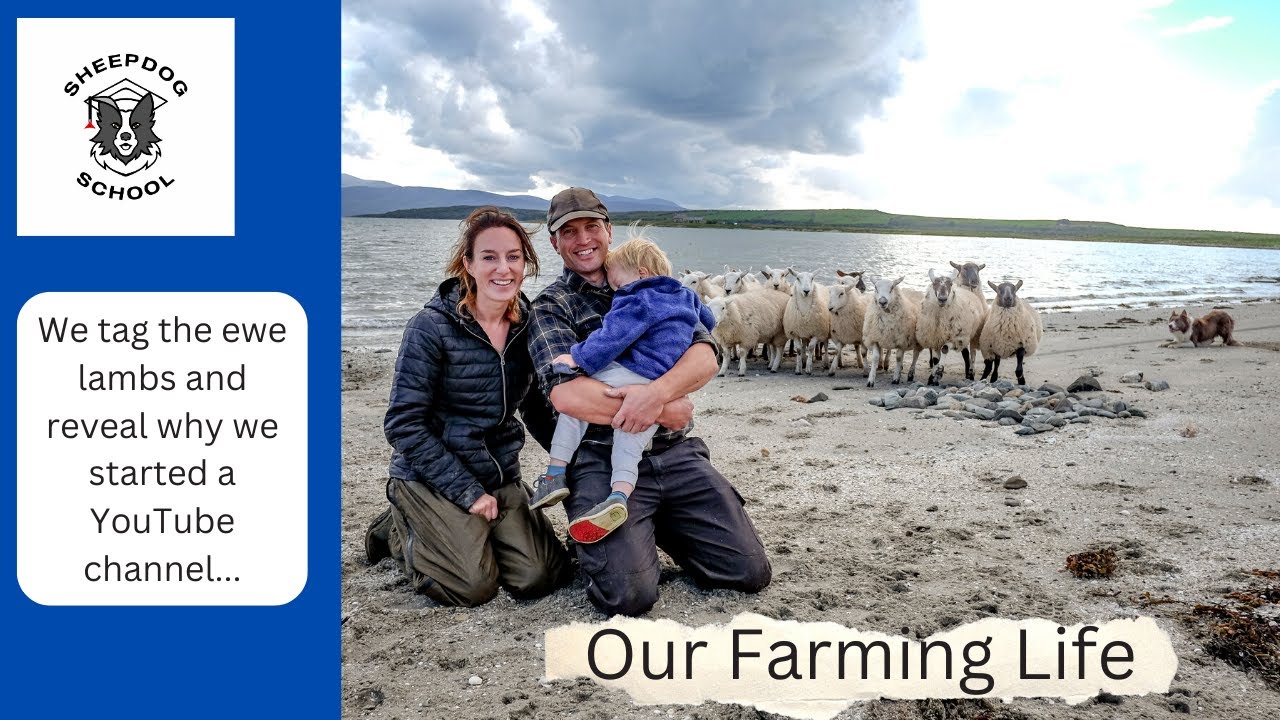 Our Farming Life - Tagging ewe lambs