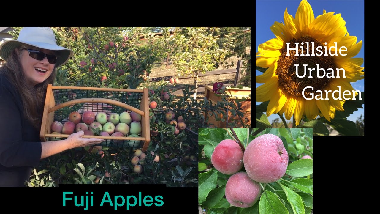 Fuji Apples | When to Harvest Fuji Apples