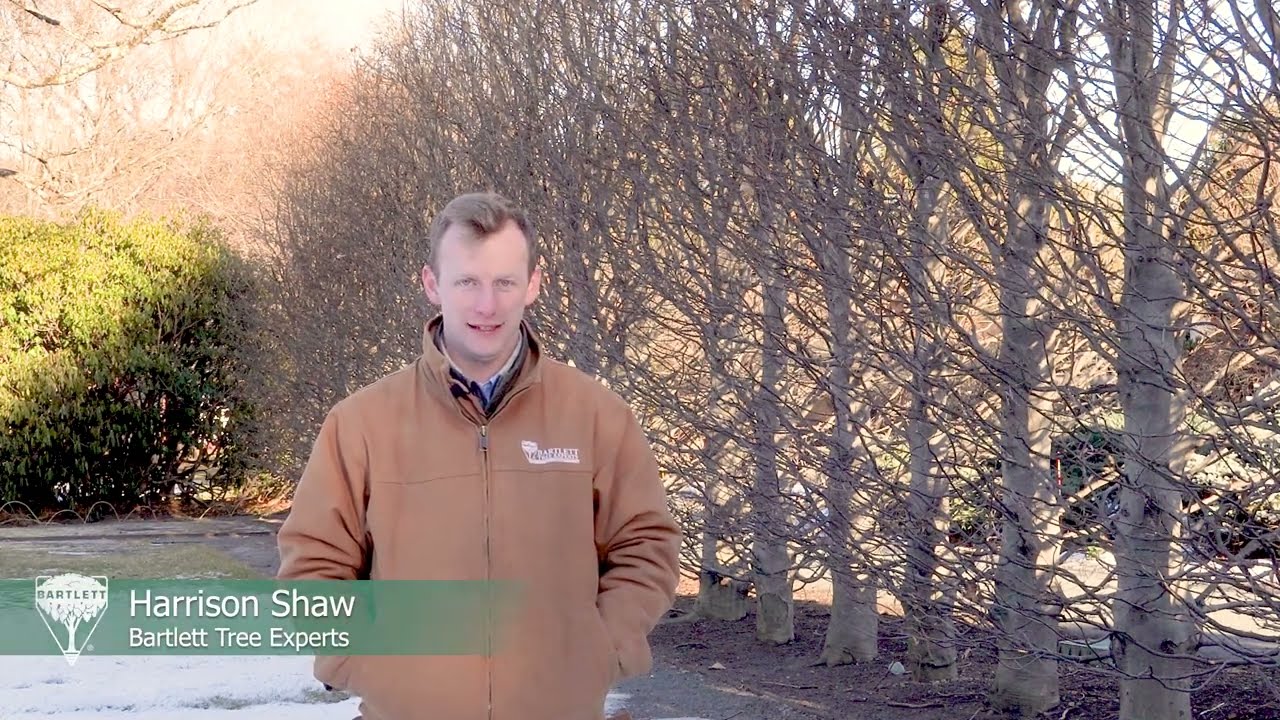 Pruning the Beech Allee at Massachusetts Horticultural Society’s Elm Bank