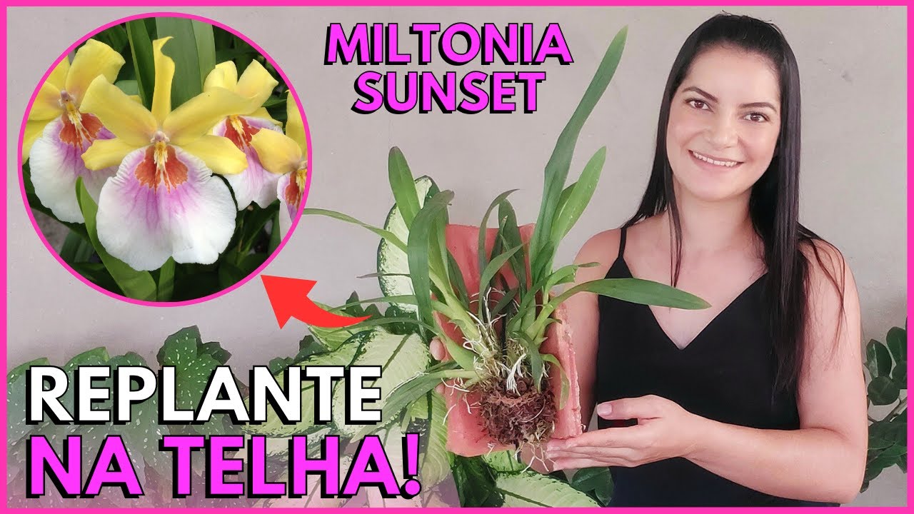 COMO PLANTAR ORQUÍDEA DE RAÍZES FINAS NA TELHA? | Miltonia 'Sunset' ☝️🌸
