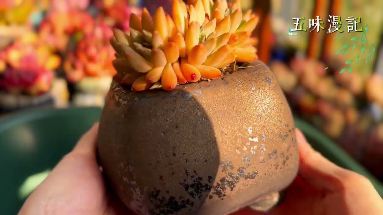 赫本鲁斯搭配宝蓝色的花盆，阳光下太美了；玉米、重楼、虞美人、星星雪各有千秋…｜多肉植物