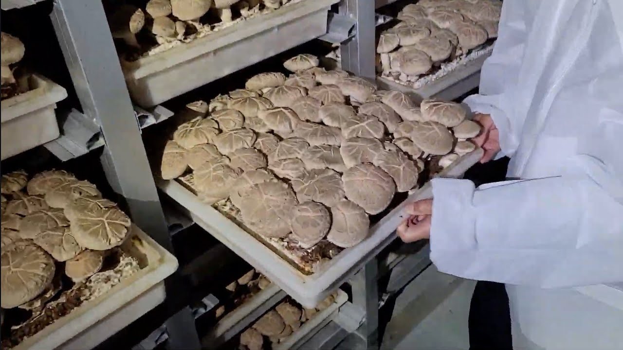 テレビでは絶対写せないきのこの作り方について