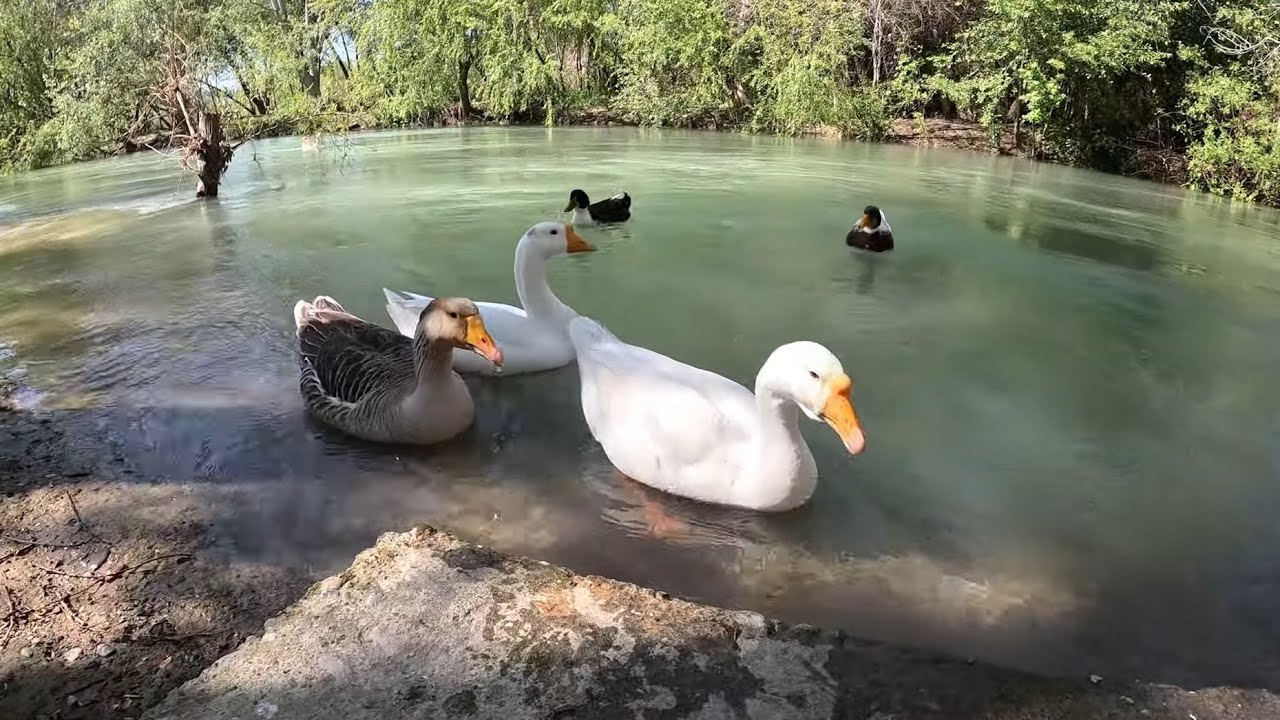 Alanya’da Doğanın Kalbinde Unutulmaz Bir Kamp Deneyimi: Ördekli Kamp ve Piknik Alanı 🦆 🌿 🏞️