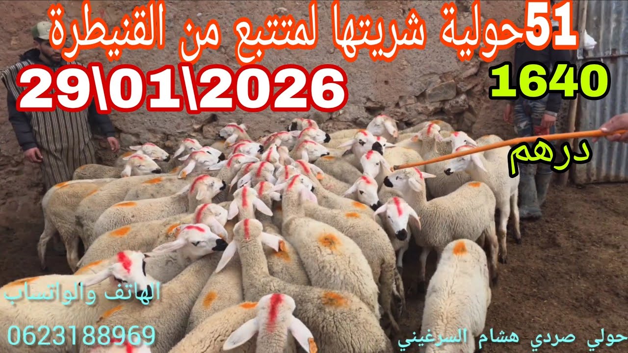 بسم الله #51حولية #شريتها لمتتبع من #القنيطرة 29\01\2026