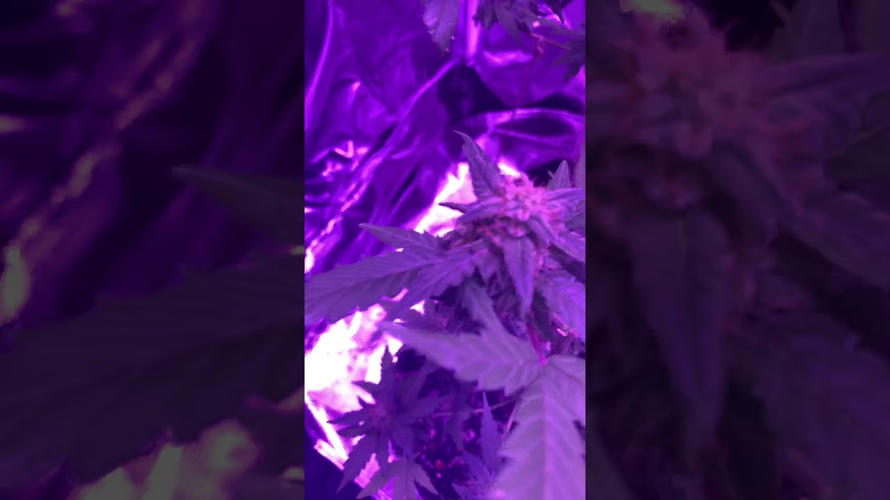 918 Auto flower update