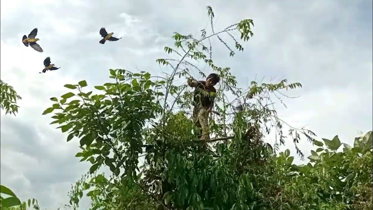 MULUT BURUNG PUNAI MAKAN BUAH MENGKIRAI MANTAP 
