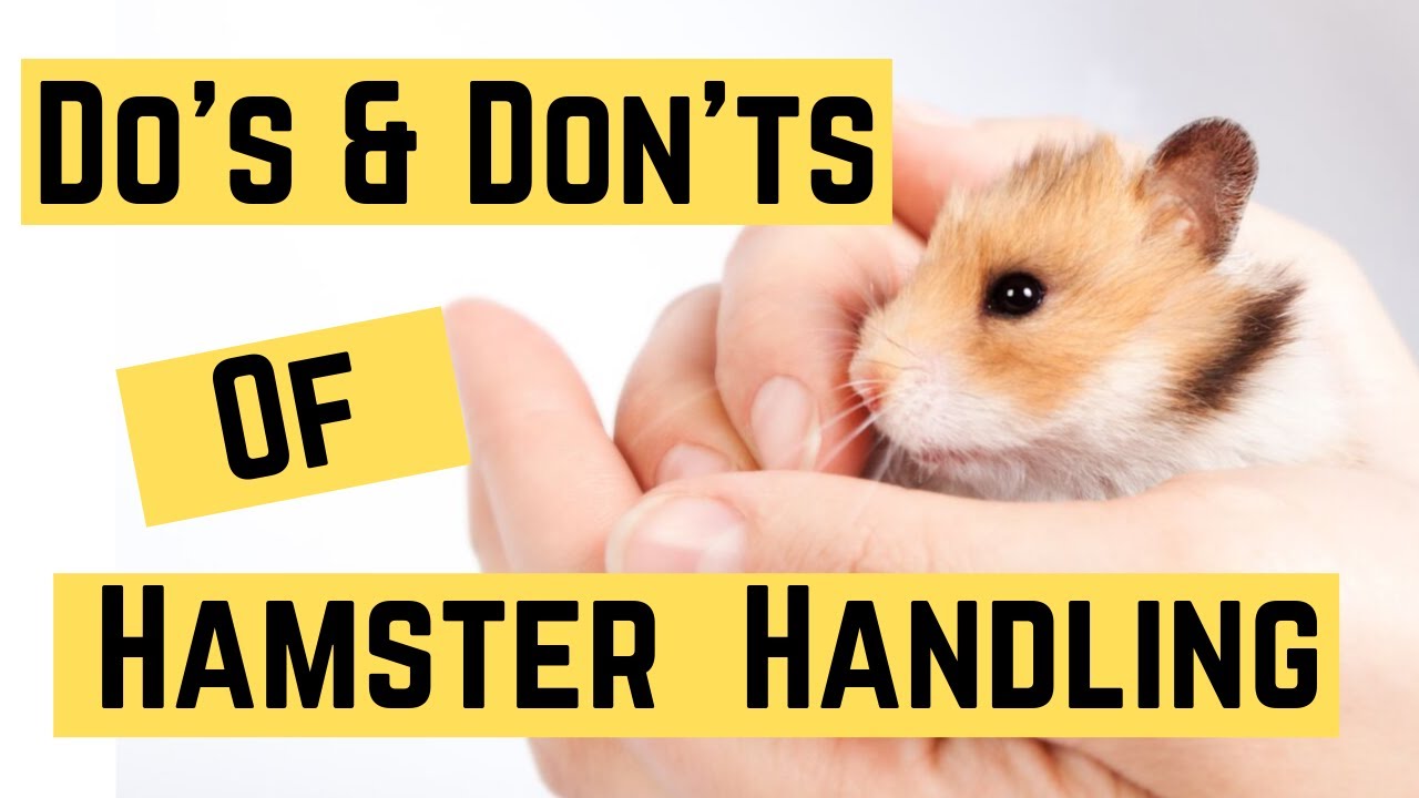 The Do's and Don'ts of Hamster Handling