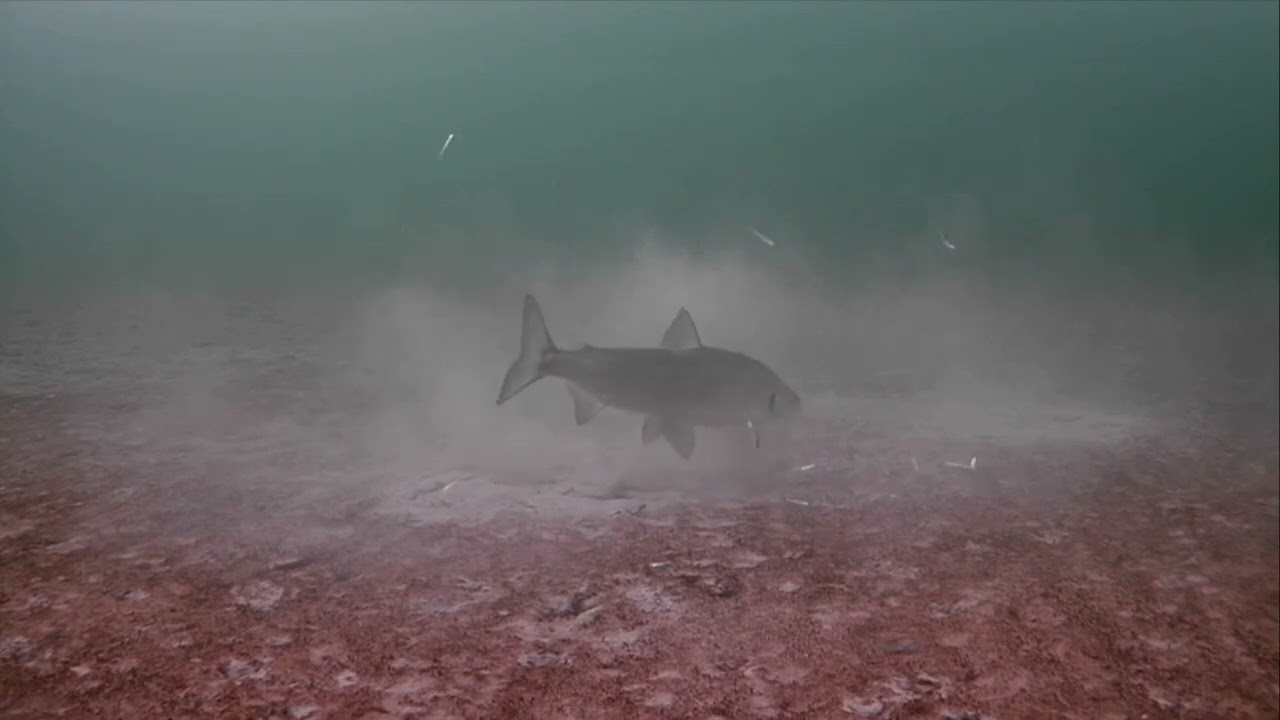 LAKE SIMCOE UNDERWATER FOOTAGE whitefish and ling