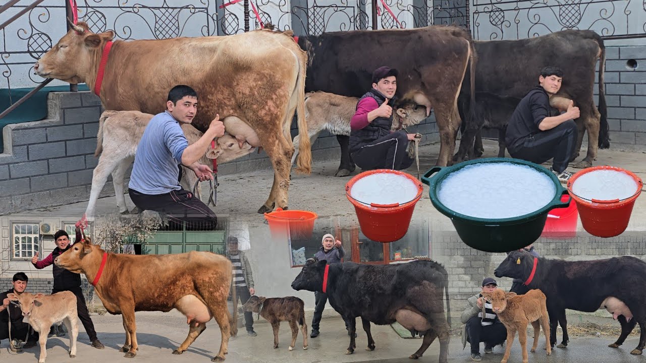 Narx Aytish Mana Bunaqa Bo'ladi Islomjon 3 Bosh Ona Bola Sigirlar Vopshe Arzon Narxlarda 