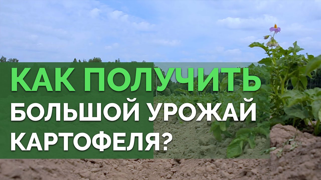 Как вырастить отличный картофель? | Технология изобилия