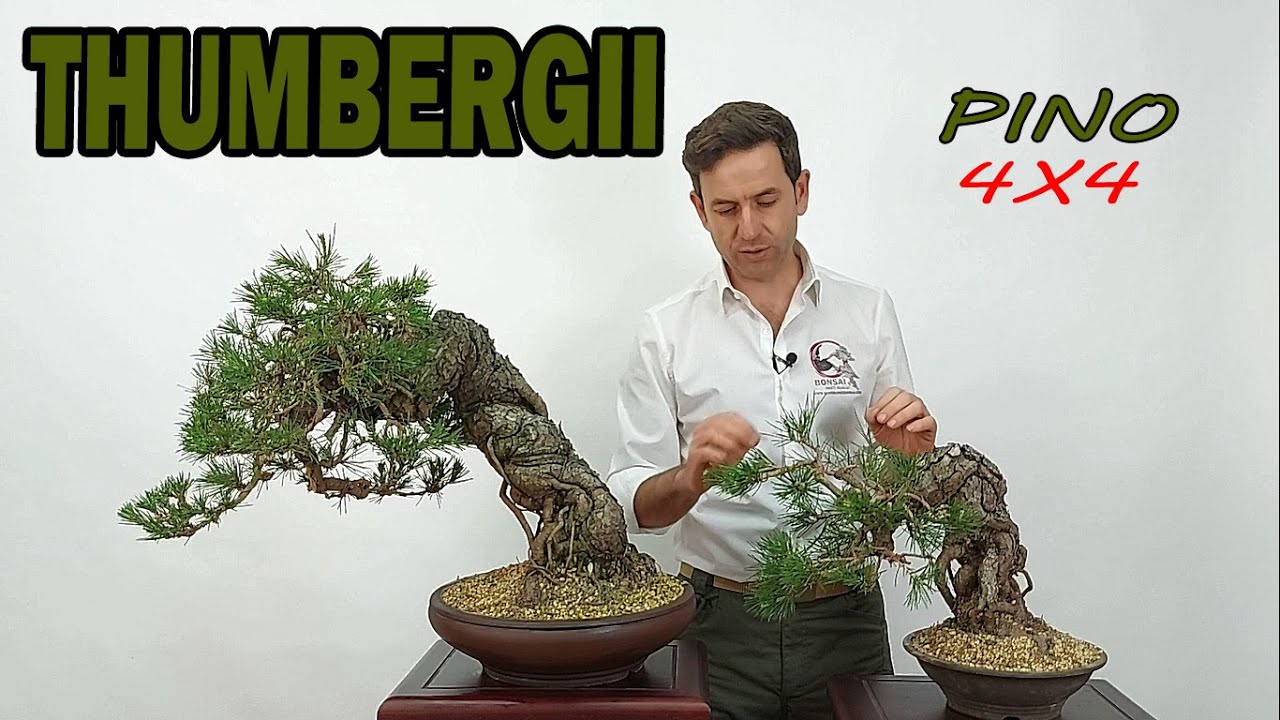 🔴PINO 🌲THUMBERGII EN BONSAI
