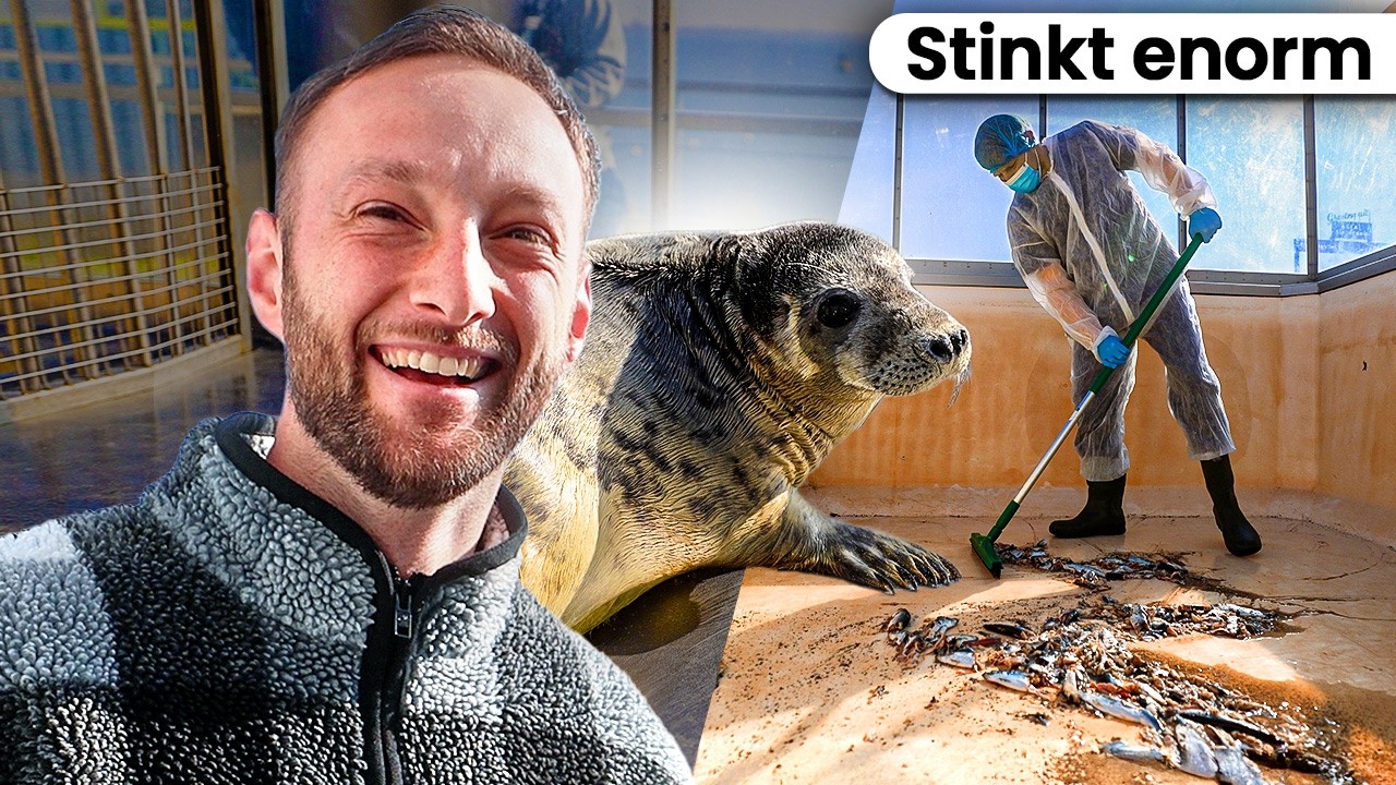 1 Dag Werken als Zeehondenverzorger!