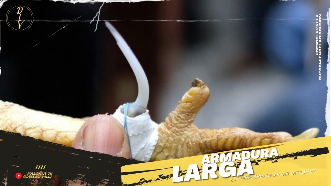 DEBATE POR LA ARMADURA LARGA