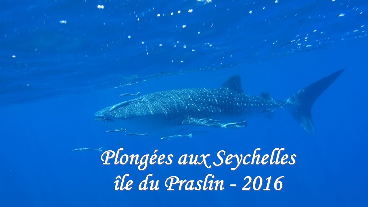 Plongées aux Seychelles - île du Praslin - 2016